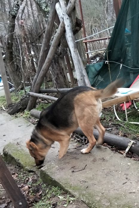 Donez Catel, catei, caine, Mama Ciobanesc german - (livrare domicilu)