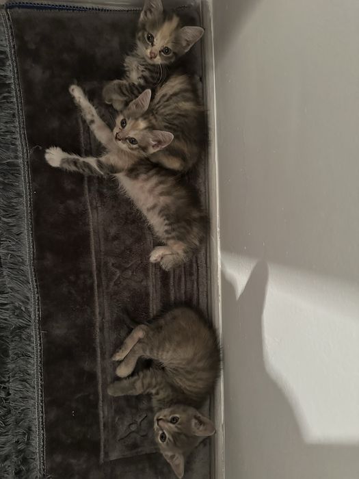котенок 1.5 месяца