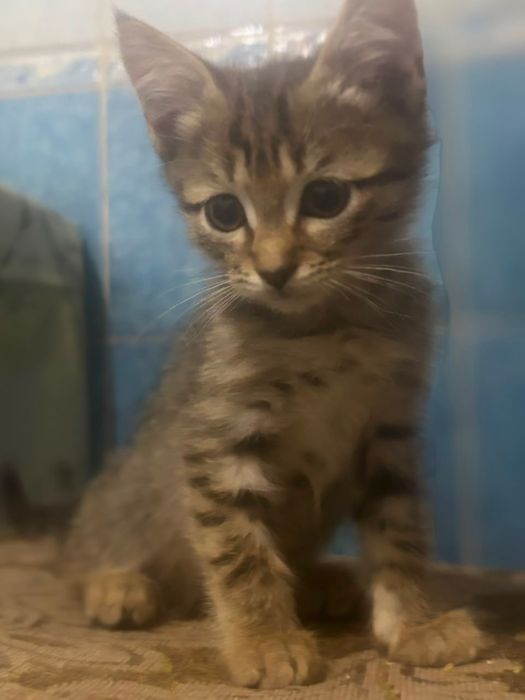 Отдам в добрые руки котят