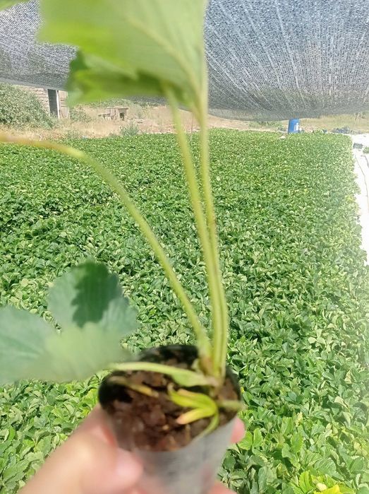 Қулупнай кўчатлари, рассада клубник