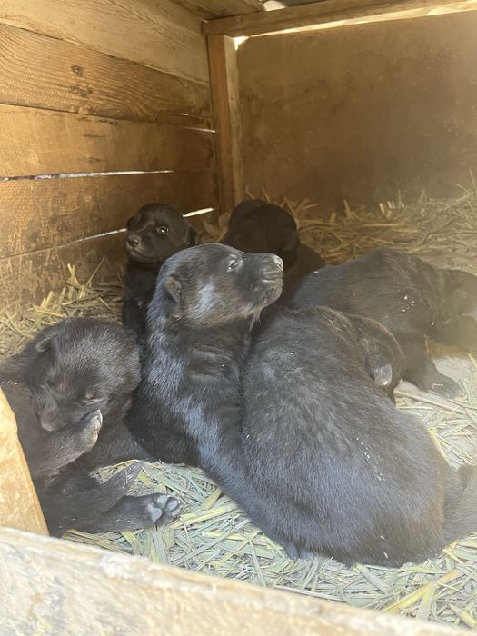 Немецкая овчарка