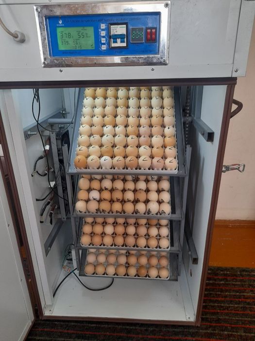 Inkubator EGG BOX 352 talik
