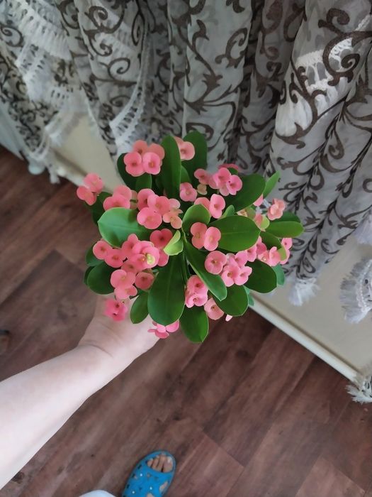 Молочай Милиуса отростки.