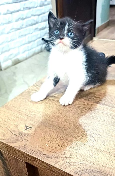 Подарявам красиви котенца