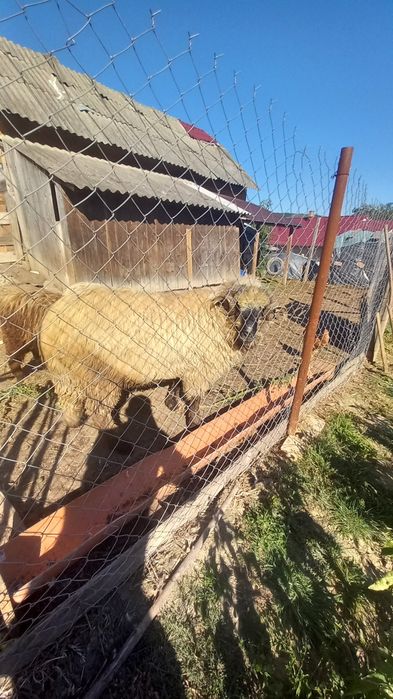 Ultima strigare dacă nu,se taie. Aștept oferte...Berbec mior bun de montă