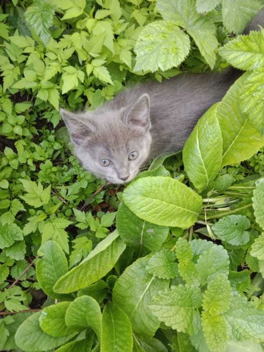 Крысоловы,1,5 месяца