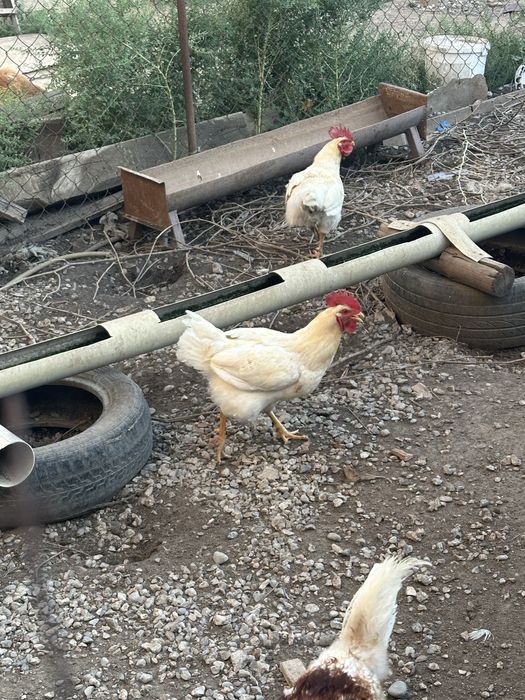 Продам петухов и куриц