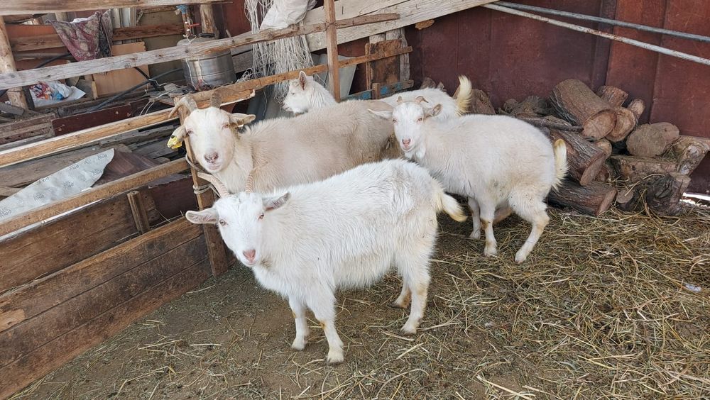 Зааненский ешкілер