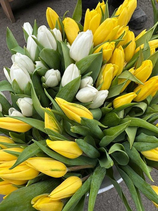 Склад Тюльпаны Голландия