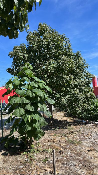 Paulownia puiet si maturi