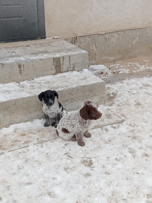 2айлык кушик спанель руски охотник