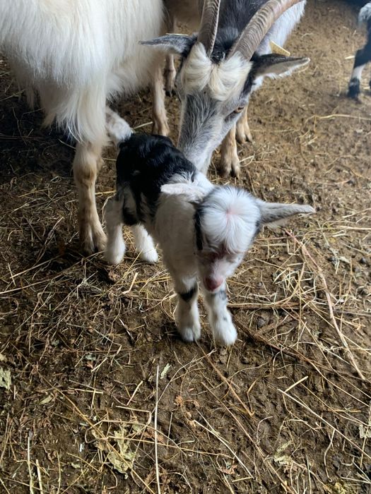 Disponibil ieduti de cateva zile