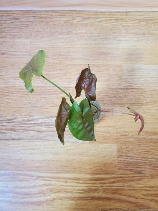 Сингогиум манго и шоколадка укорененые