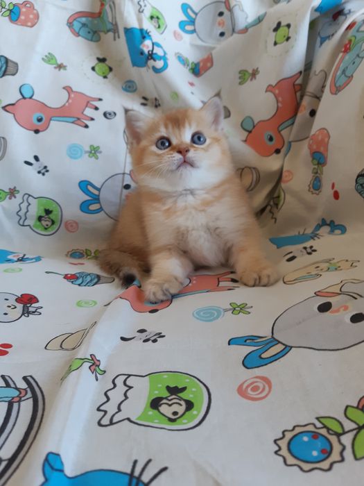 Шотландские Золотые Шиншилы