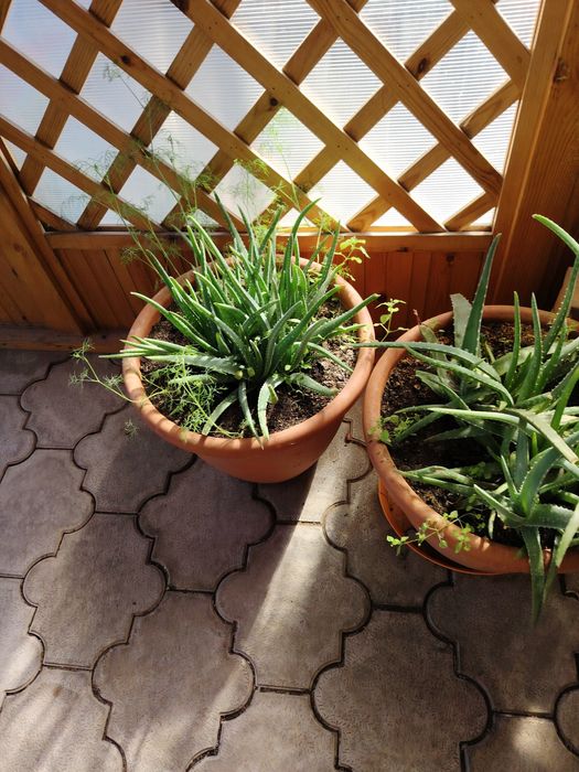 Алое Вера, драценап