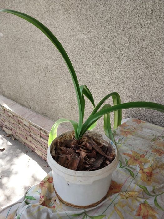 Продам комнатный цветок