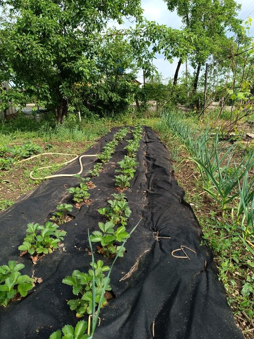 Продам дачу в Есике