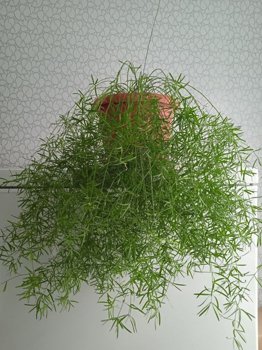 Продам комнатные цветы