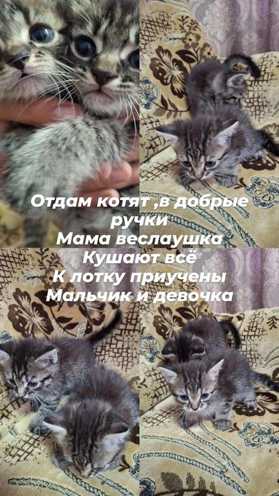 Отдам котят в добрые ручки