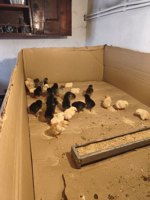 Prepelițe ouătoare masculii GRTIS.