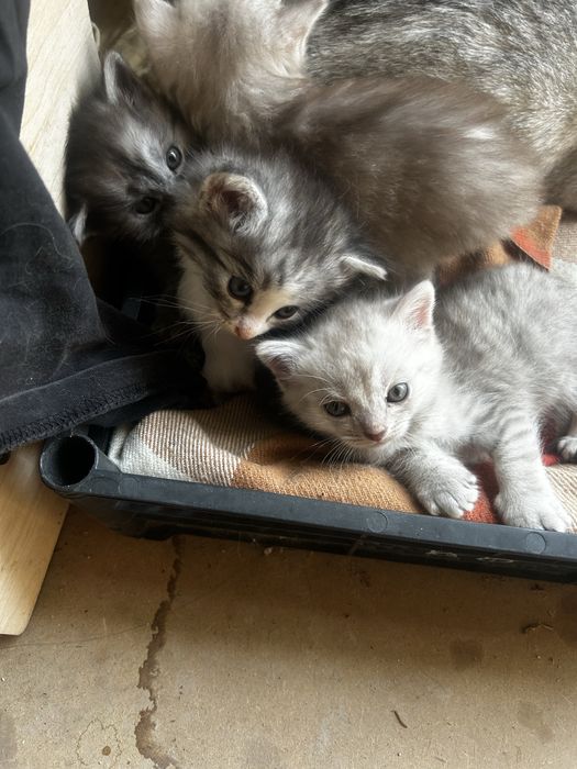 Отдам котенка в хорошие руки