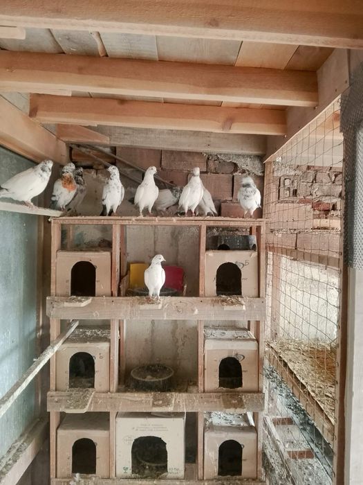 Продавам Гълъби Кинчеси