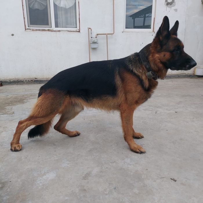 Щенки Немецкой овчарки