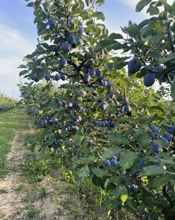Prune de țuică si pălincă cu livrare in toată țara la domiciliu  la descarer 2 persoane incluse.