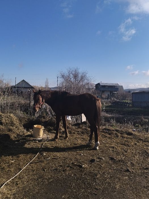 Продам коня 4 лет
