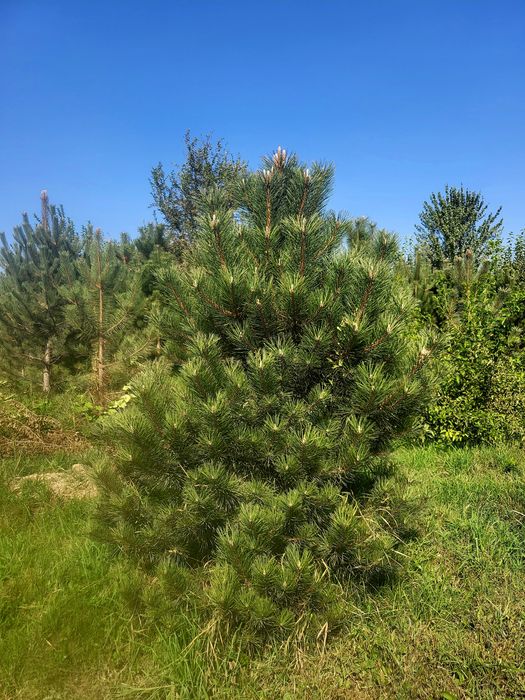 Сосна европейская в разных размерах