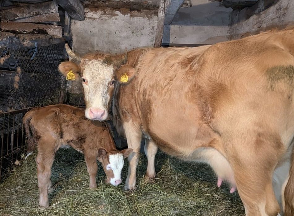 Vând vacă cu vițea