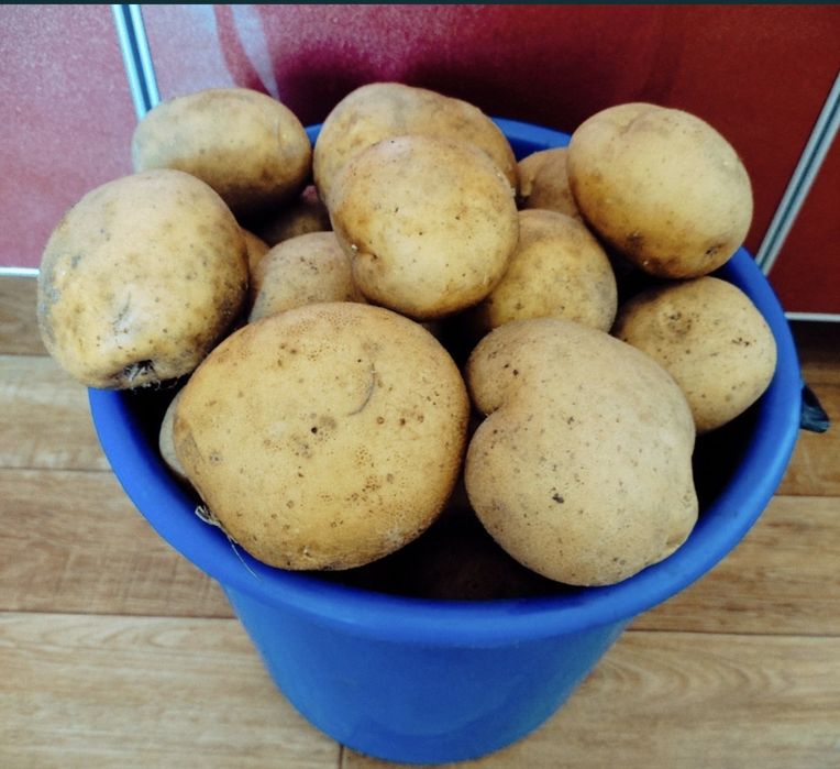 Продам домашний картофель