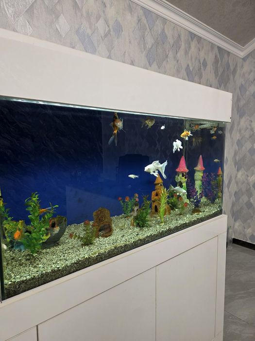 Kamplekt Akvarium 400L + Baliqlar + Mebel + Atman filtr bilan sotiladi