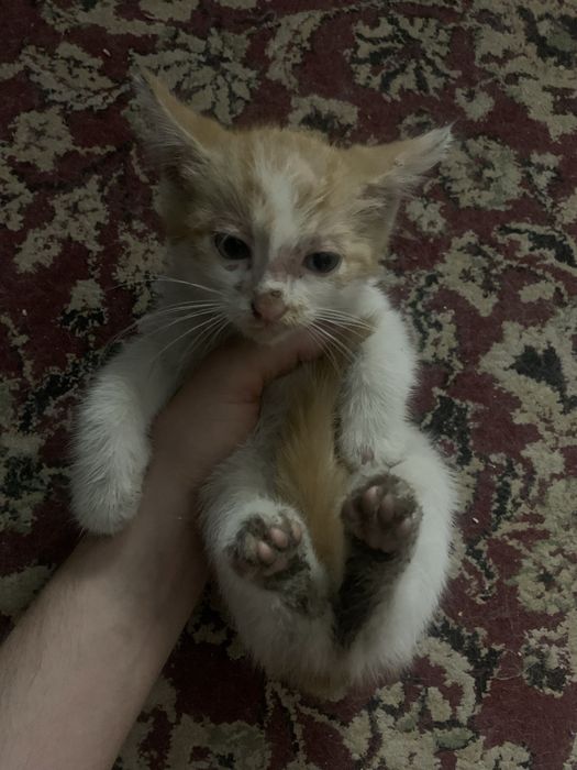 Отдам кошку в добрые руки
