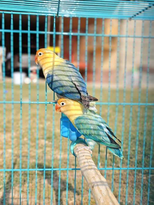 Попугай апалины (opaline)