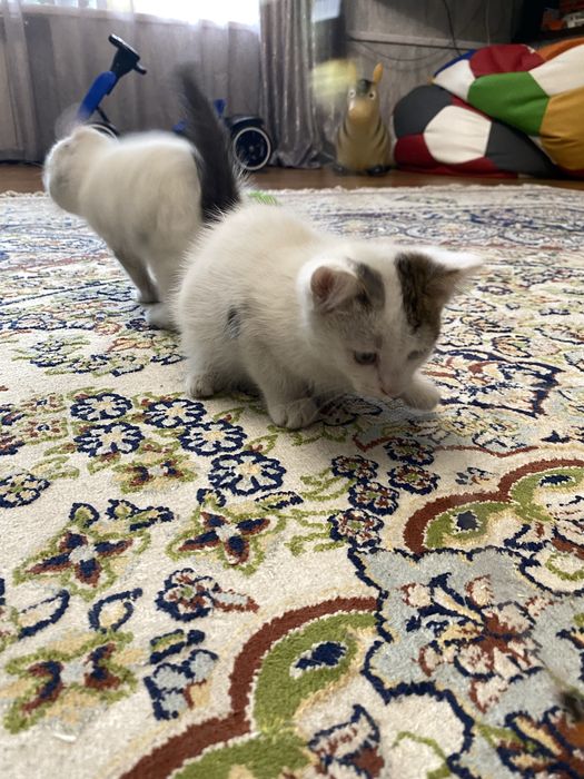 Отдам бесплатно котят