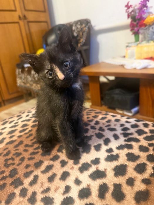 Отдам котенка в добрые руки!