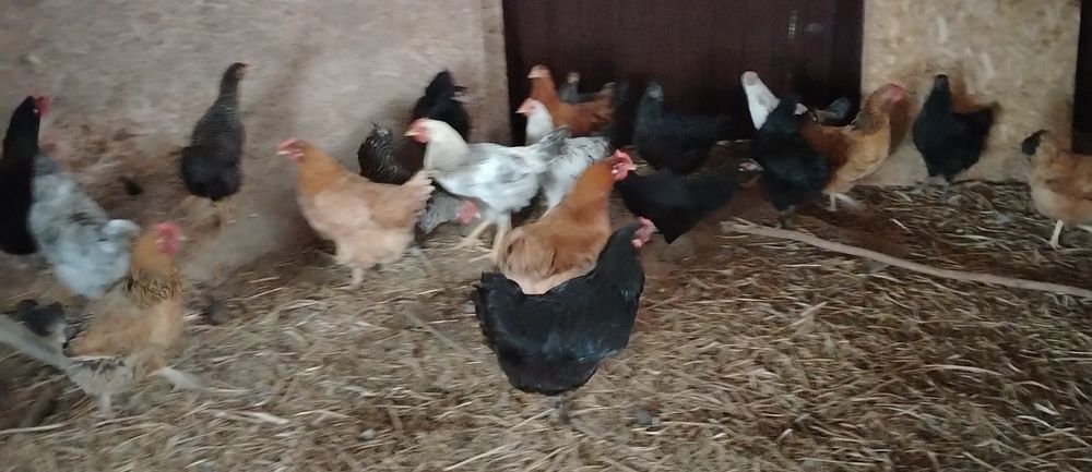 Продам домашних курочек