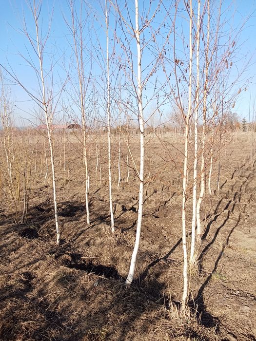 Пихта разных размеров