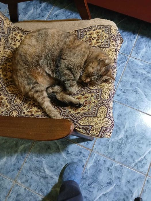 Donez două pisici adulte 3 ani