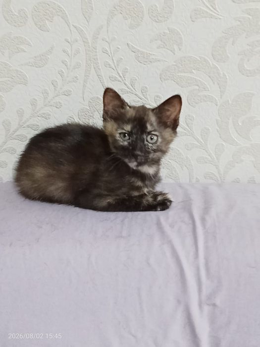 Отдам котят в добрые руки мальчики