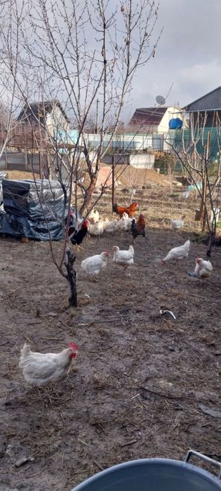 Продаются куры восьмимесячный