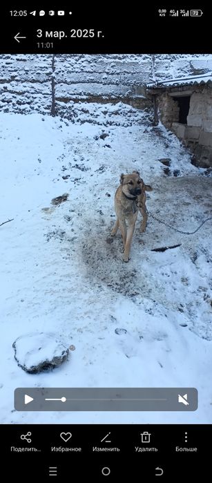 Продам собаку срочно