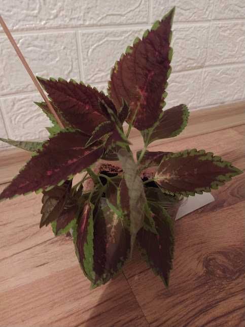 6  копривки + подарък