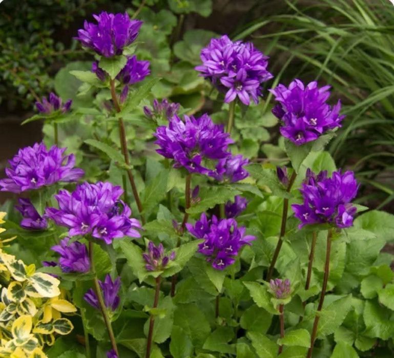 Цветя , луковици и разсад- многогодишни и  студоустойчиви