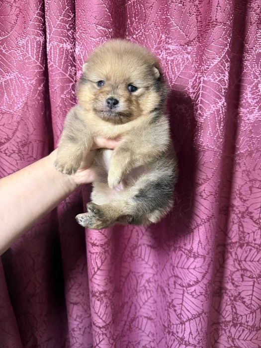 Померанский Шпиц