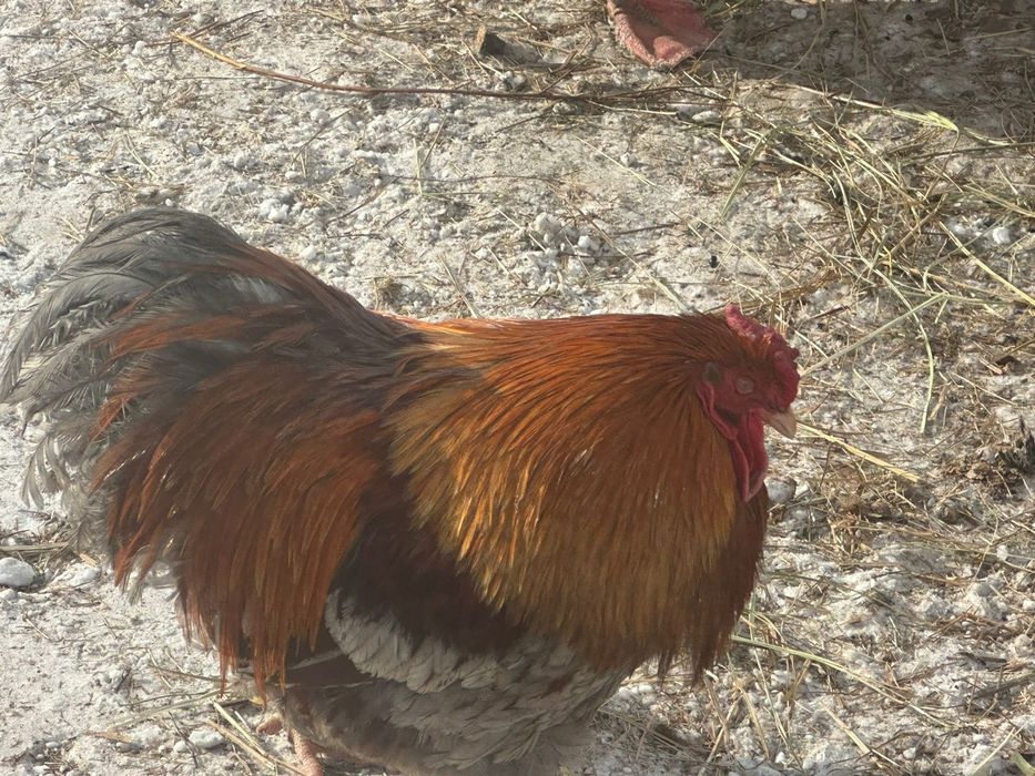 Продам петухов на племя