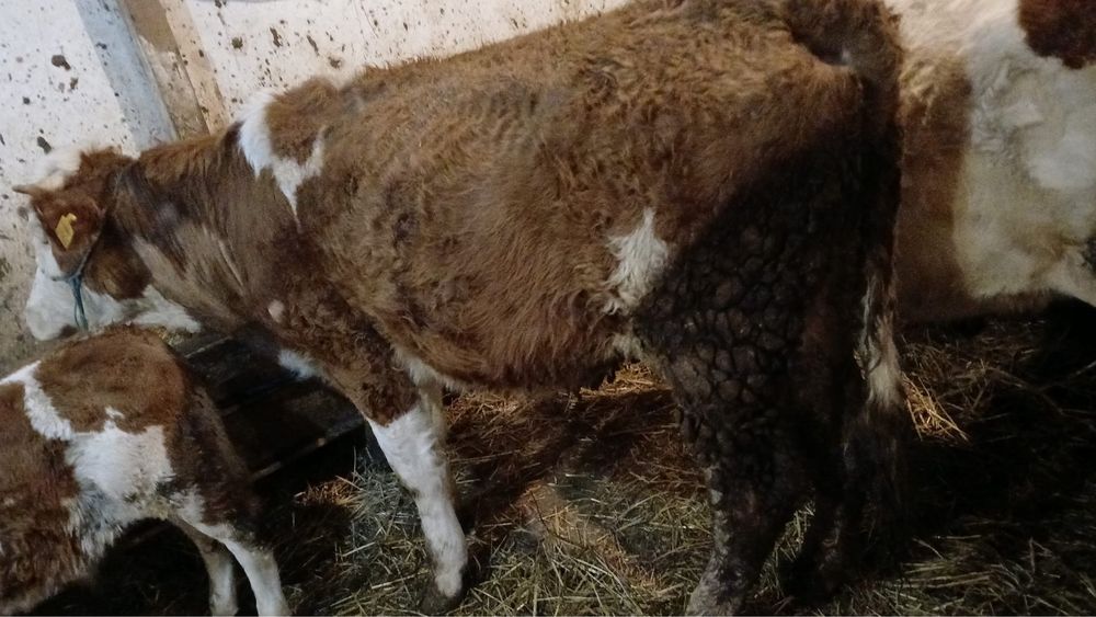 Vand  juninica baltata