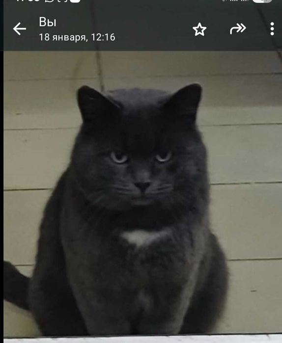 отдам в добрые руки кастрированного кота