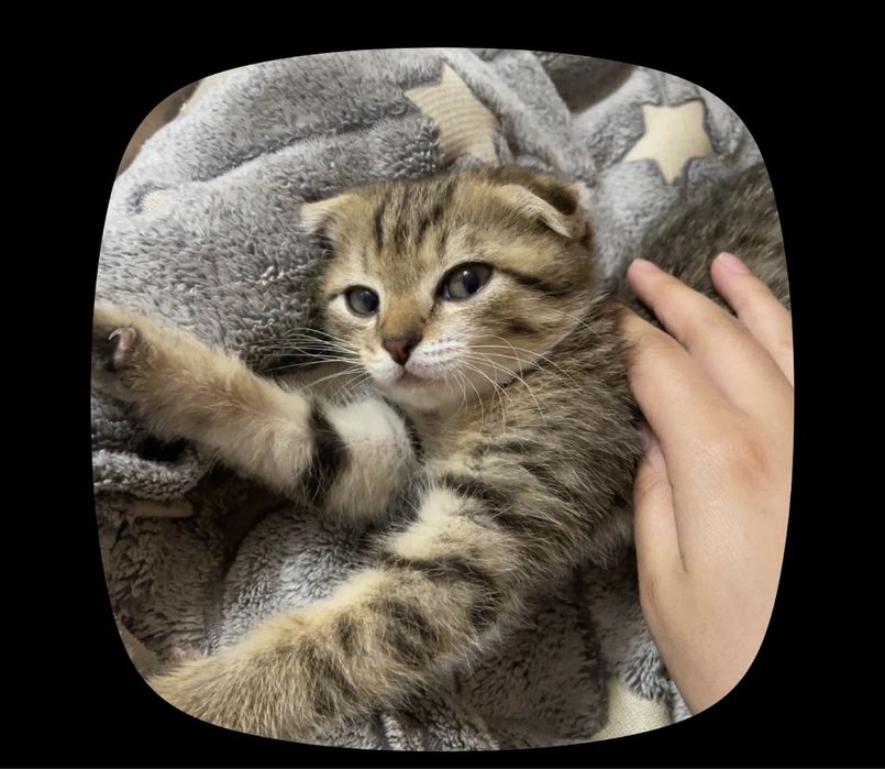 Котенок Продается